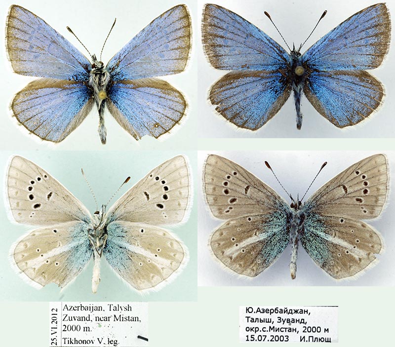 Polyommatus rovshani